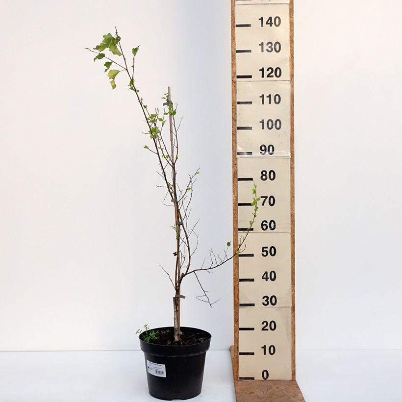Betula pendula Obelisk - Silver Birch 7.5L/10L pot sample as delivered in autumn