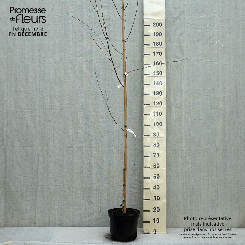 Betula utilis var. jacquemontii - Himalayan Birch 4L/5L pot sample as delivered in winter
