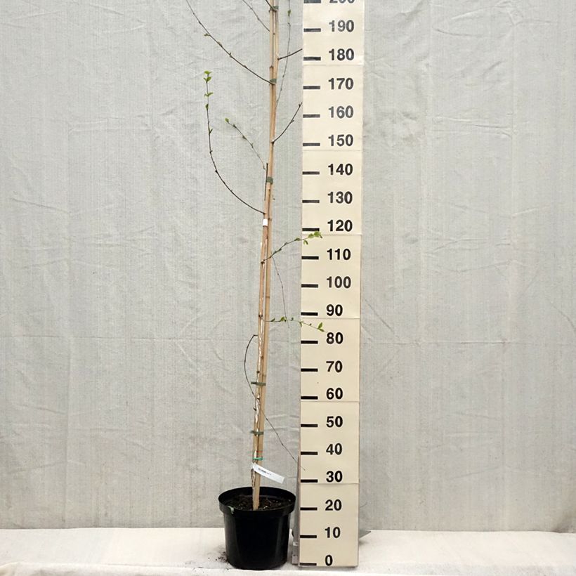 Betula utilis var. jacquemontii - Himalayan Birch 4L/5L pot sample as delivered in spring