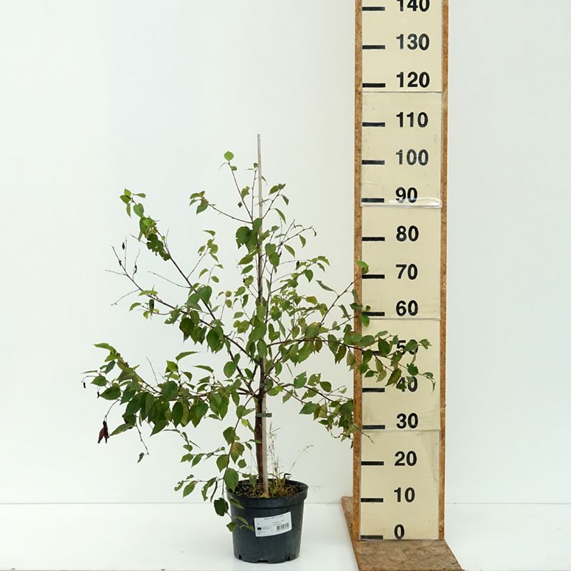Betula utilis var. prattii - Himalayan Birch 4L/5L pot sample as delivered in summer