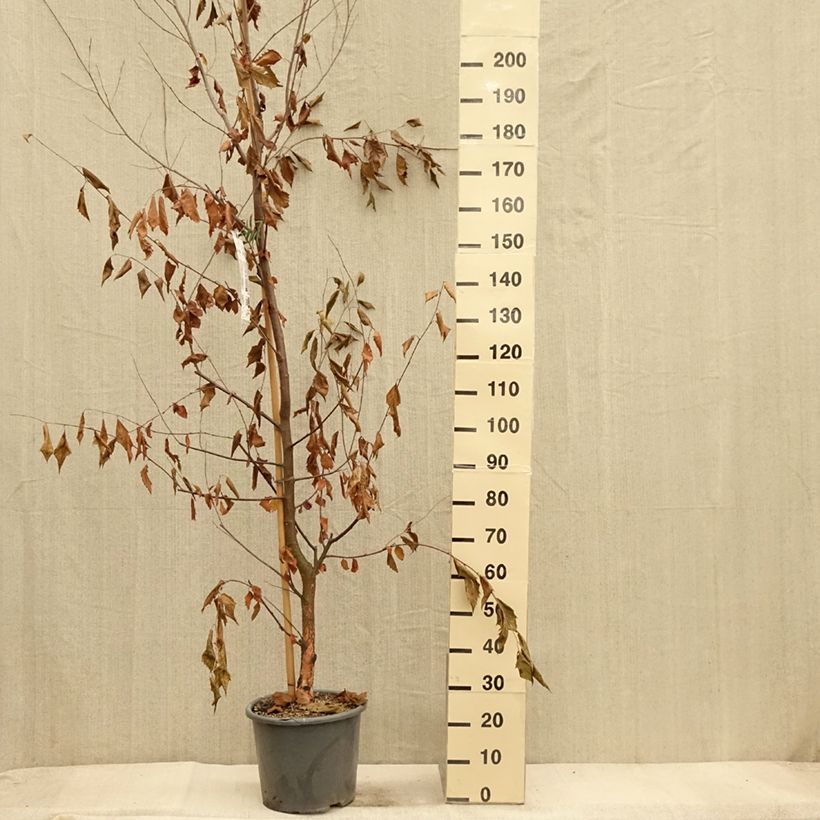 Betula nigra Heritage - Birch 7.5L/10L pot sample as delivered in autumn