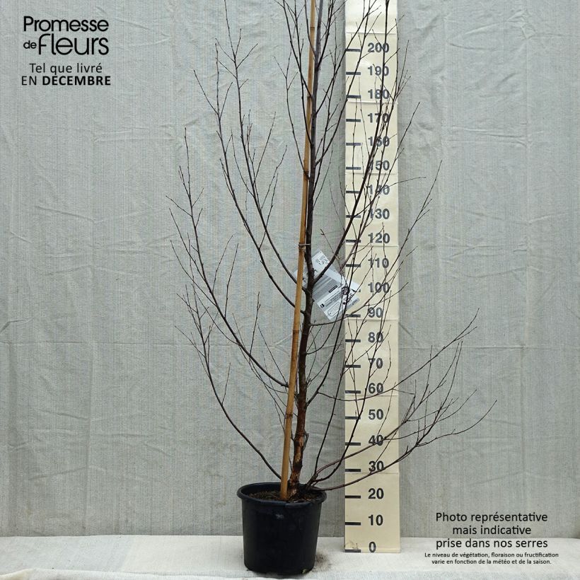 Betula nigra Heritage - Birch 7.5L/10L pot sample as delivered in winter