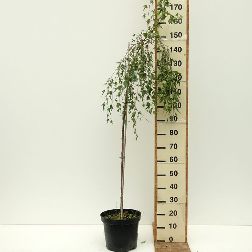 Betula pendula Gracilis - Weeping Birch 4L/5L pot, Standard sample as delivered in summer