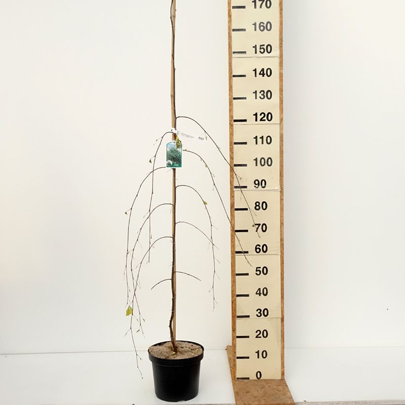 Betula pendula Youngii - Birch 7.5L/10L pot sample as delivered in autumn