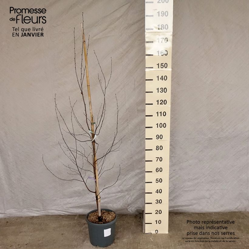 Betula pendula Royal Frost - Birch 7.5L/10L pot sample as delivered in winter