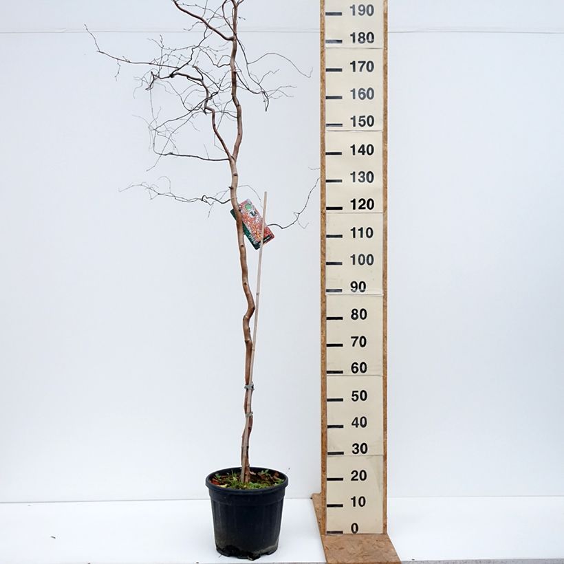 Betula pendula Spider Alley - Birch 7.5L/10L pot sample as delivered in autumn
