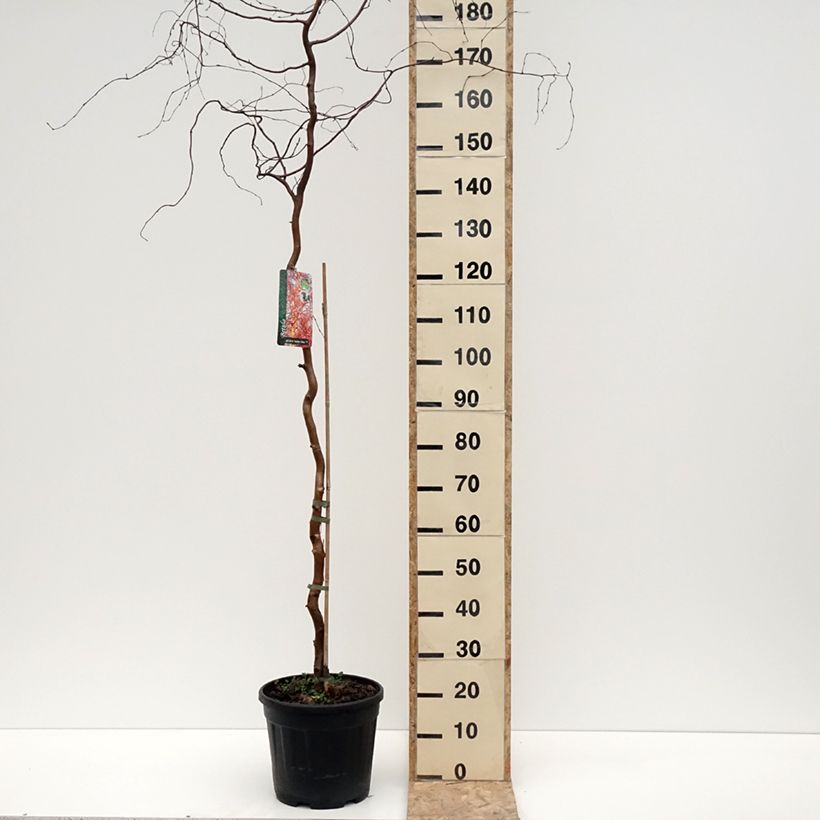 Betula pendula Spider Alley - Birch 7.5L/10L pot sample as delivered in winter