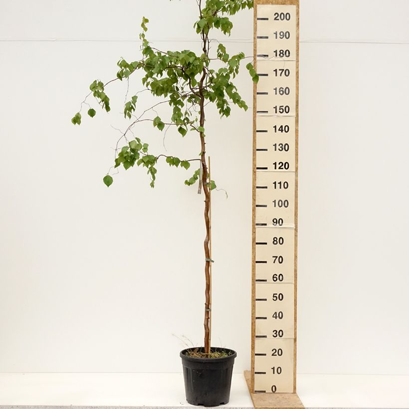 Betula pendula Spider Alley - Birch 7.5L/10L pot sample as delivered in spring