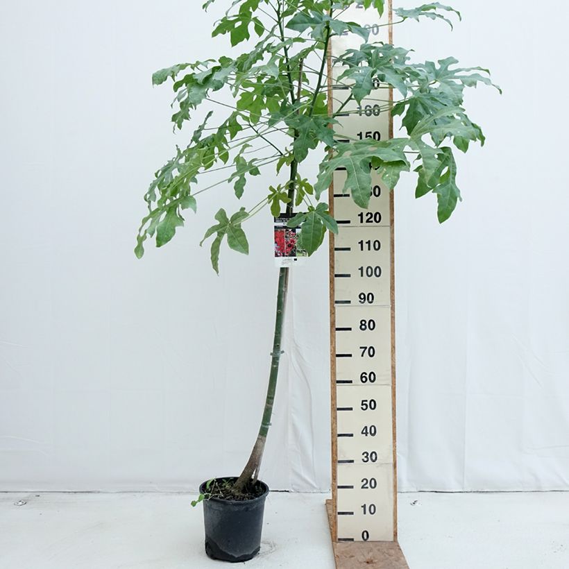 Brachychiton acerifolius 7.5L/10L pot sample as delivered in autumn