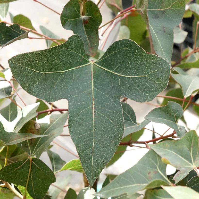 Brachychiton populneus (Foliage)