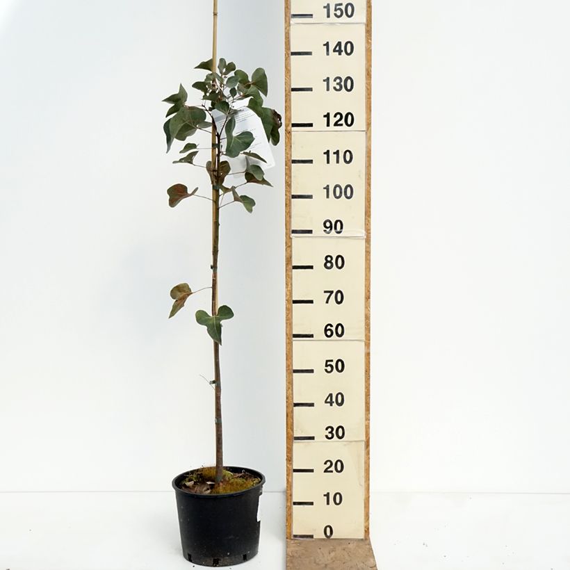 Brachychiton populneus 7.5L/10L pot sample as delivered in spring