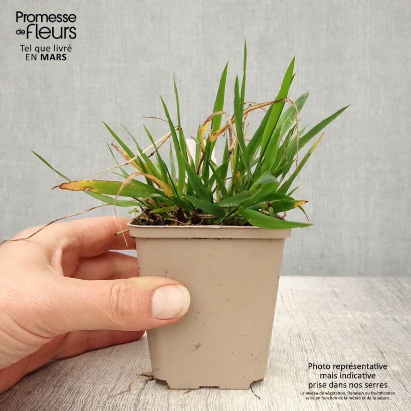 Brachypodium sylvaticum 8/9 cm pot sample as delivered in spring