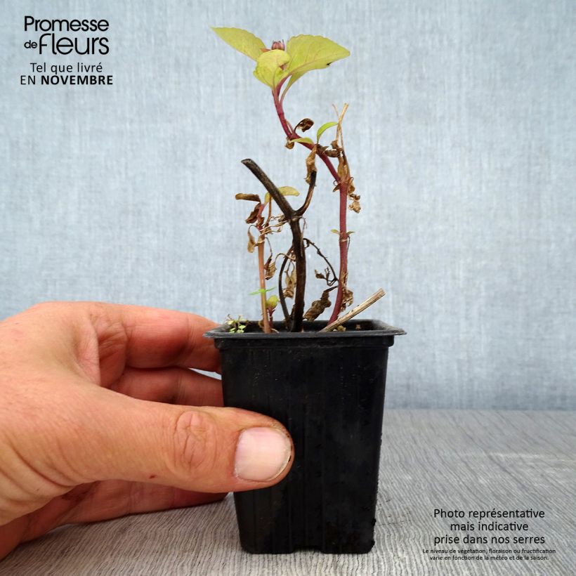 Brède Mafane - Para Cress 7/8 cm pot sample as delivered in autumn