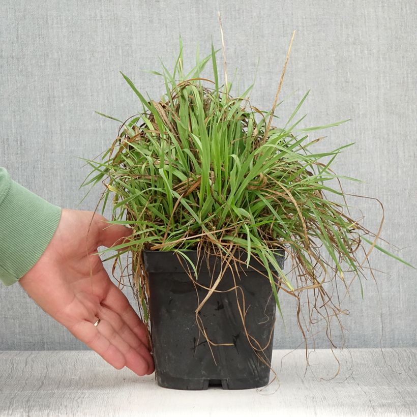 Briza media 2L/3L pot sample as delivered in summer