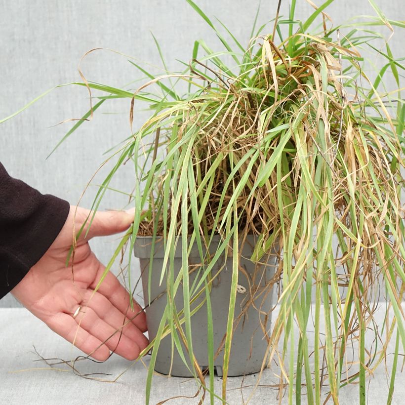 Briza media 2L/3L pot sample as delivered in autumn