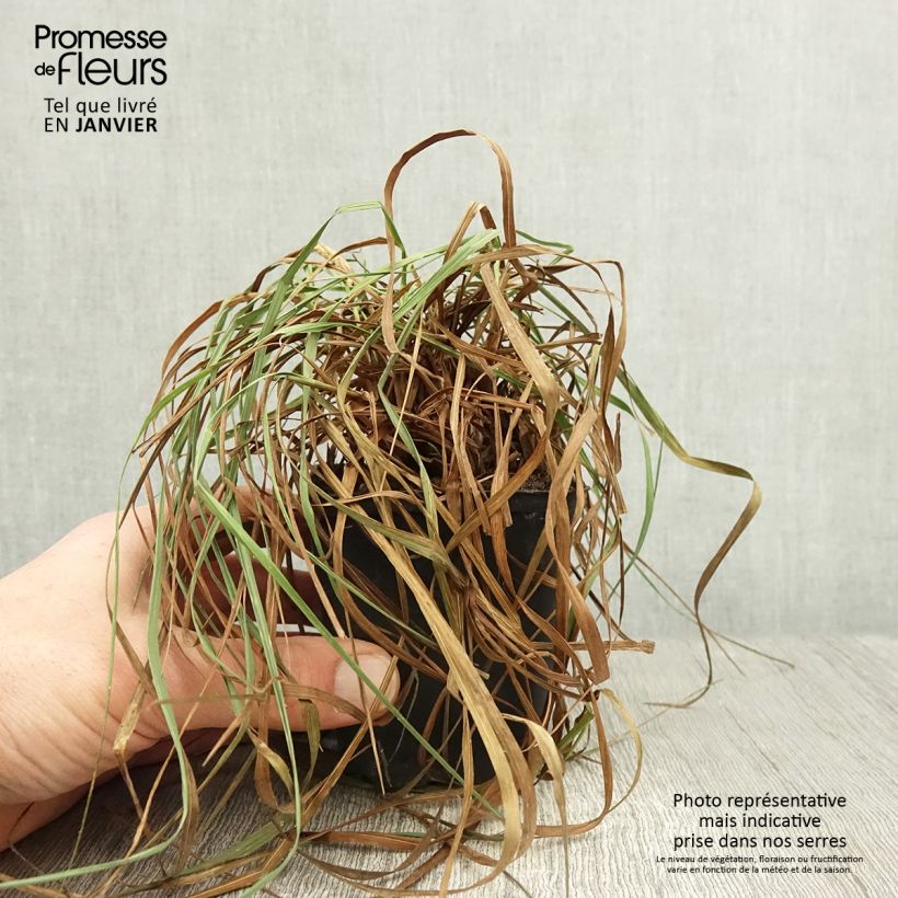 Briza media Limouzi 8/9 cm pot sample as delivered in winter