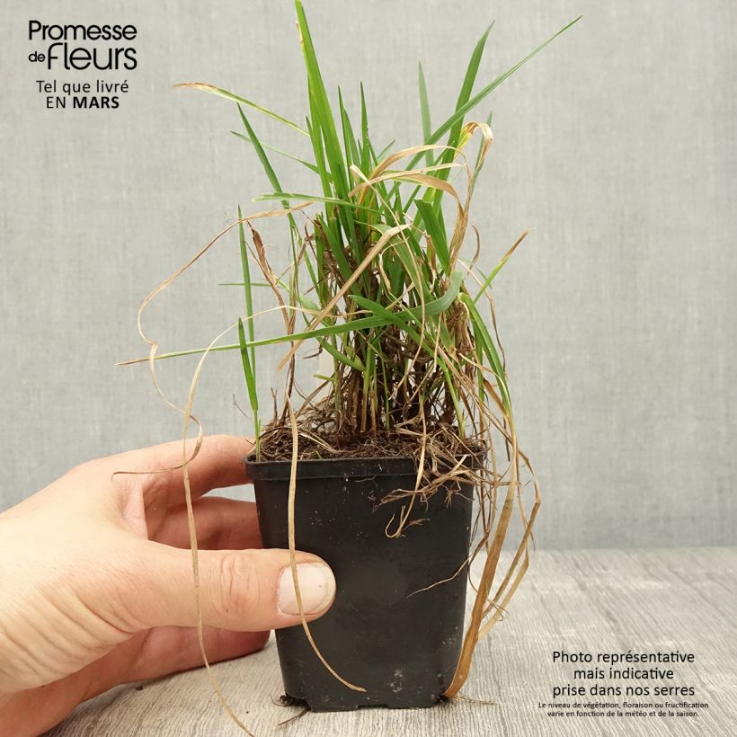 Briza media Limouzi 8/9 cm pot sample as delivered in spring