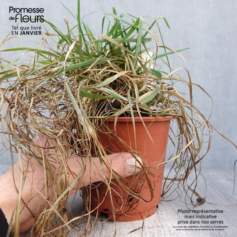 Briza media Limouzi 1L/1.5L pot sample as delivered in winter