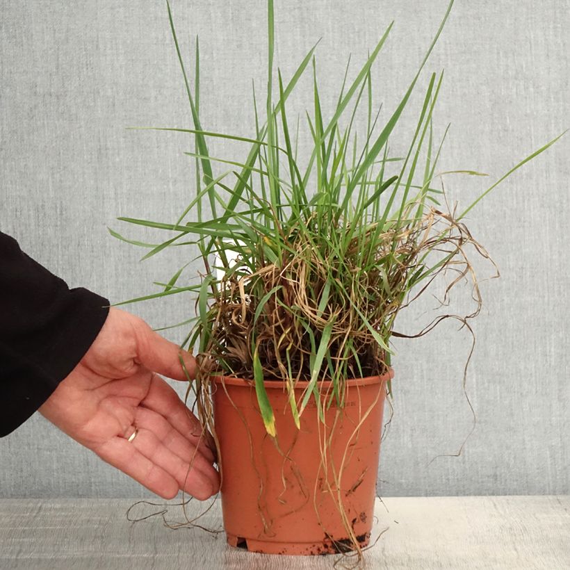 Briza media Limouzi 1L/1.5L pot sample as delivered in spring