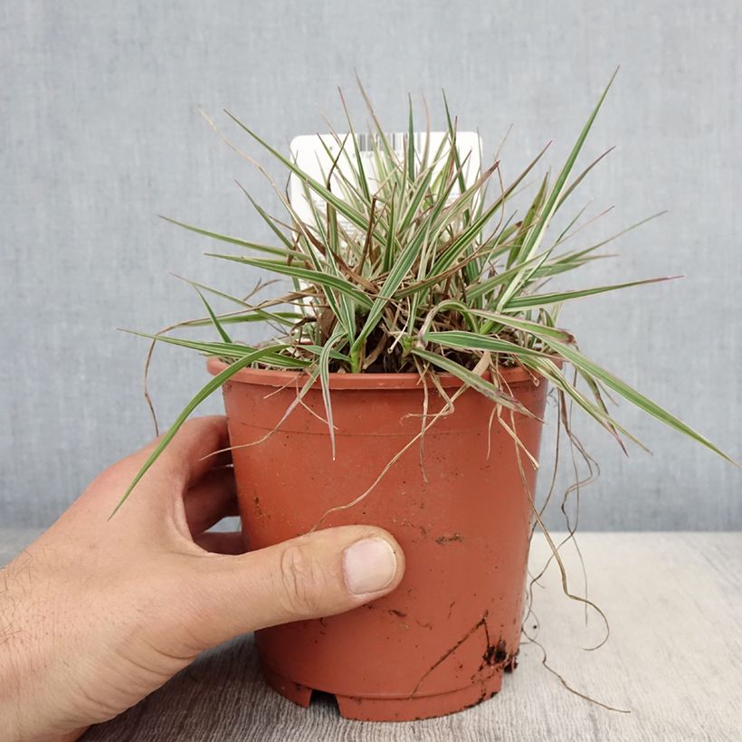 Briza media Zitterzebra 1L/1.5L pot sample as delivered in spring