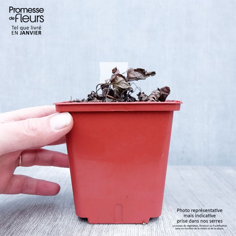 Brunnera macrophylla Alexanders Great - Siberian Bugloss 1L/1.5L pot sample as delivered in winter