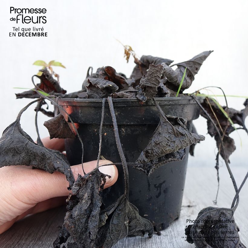 Brunnera macrophylla Betty Bowring - Siberian Bugloss 2L/3L pot sample as delivered in autumn