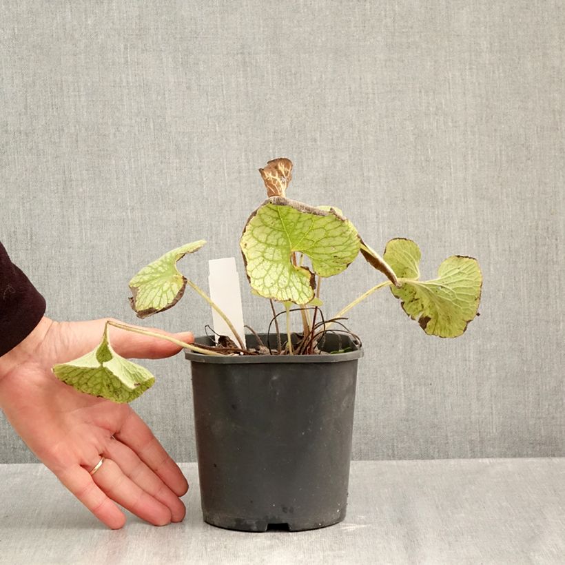 Brunnera macrophylla Jack Frost - Siberian Bugloss 2L/3L pot sample as delivered in autumn