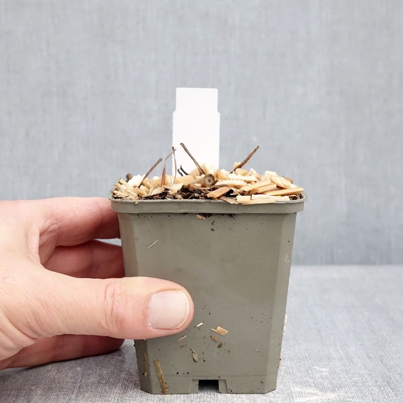 Brunnera macrophylla Jack of Diamonds - Siberian Bugloss 8/9 cm pot sample as delivered in winter