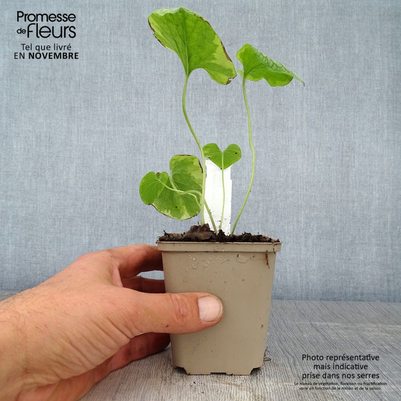 Brunnera macrophylla Kings Ramson - Siberian Bugloss 8/9 cm pot sample as delivered in autumn