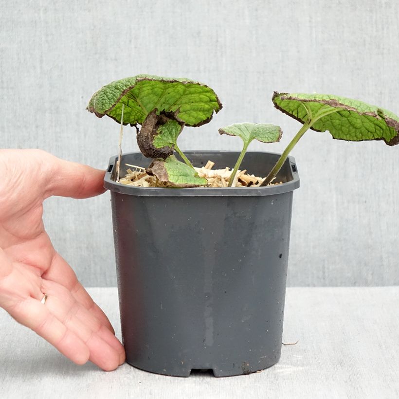 Brunnera macrophylla - Siberian Bugloss 2L/3L pot sample as delivered in autumn