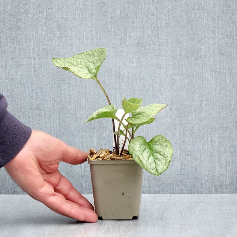 Brunnera macrophylla Queen of Hearts - Siberian Bugloss 8/9 cm pot sample as delivered in spring