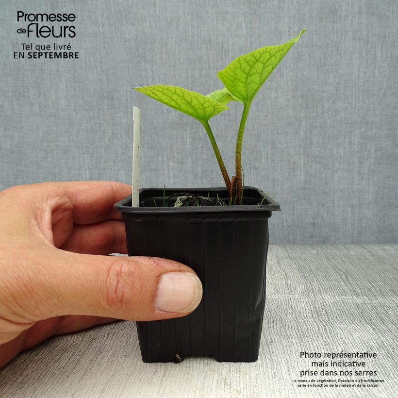 Brunnera sibirica - Siberian Bugloss 8/9 cm pot sample as delivered in autumn