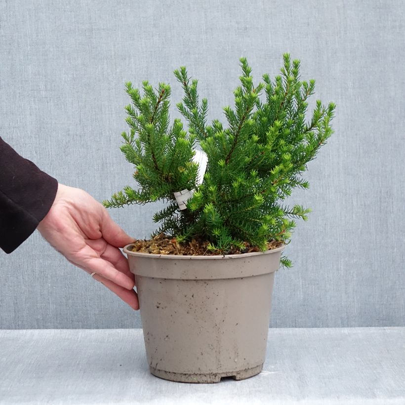 Erica nana Limoncello - Dwarf Heather 4L/5L pot sample as delivered in autumn