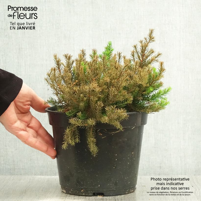 Erica nana Limoncello - Dwarf Heather 4L/5L pot sample as delivered in winter