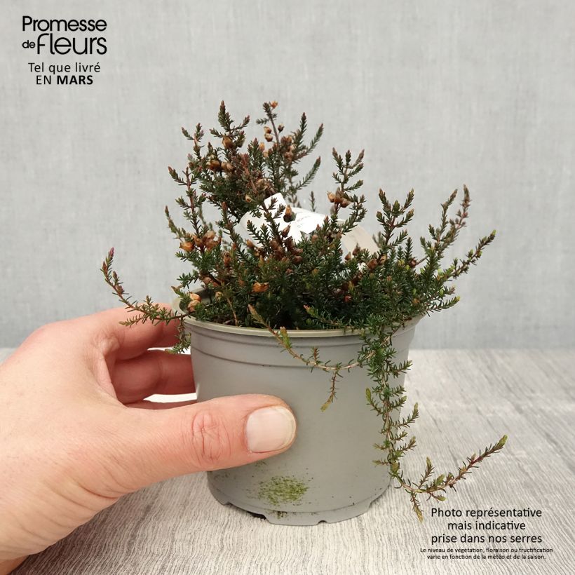 Erica cinerea C.D. Eason - Bell Heather 12cm pot sample as delivered in spring