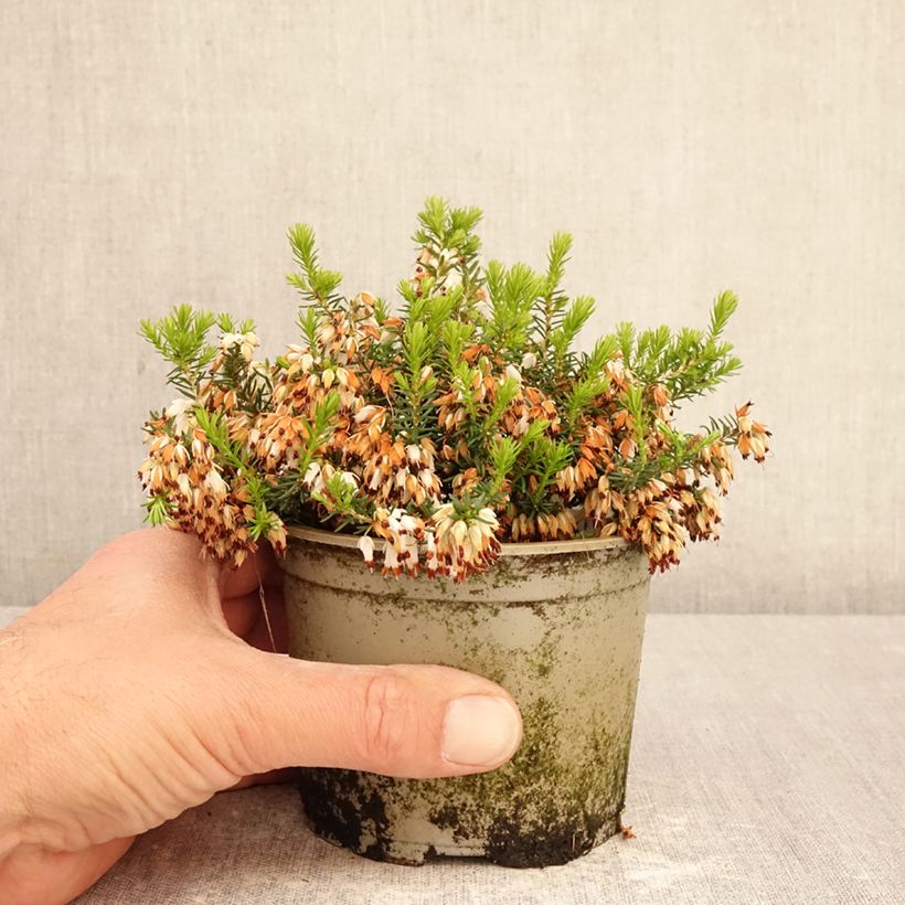 Erica cinerea f. alba - Bell Heather 12cm pot sample as delivered in spring