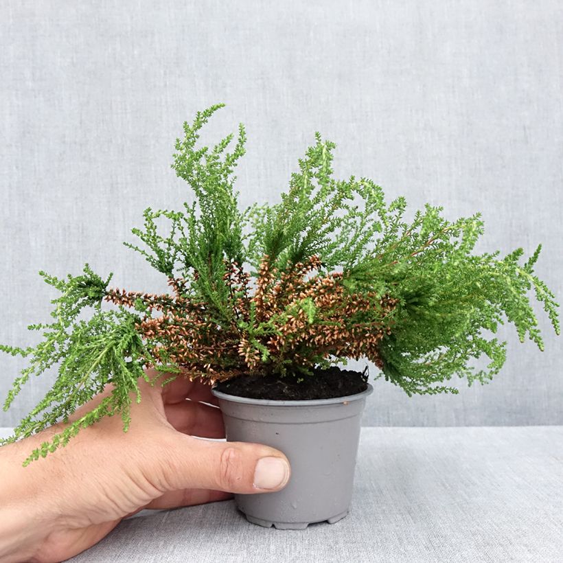 Erica cinerea - Winter Heath 10cm/11cm pot sample as delivered in spring