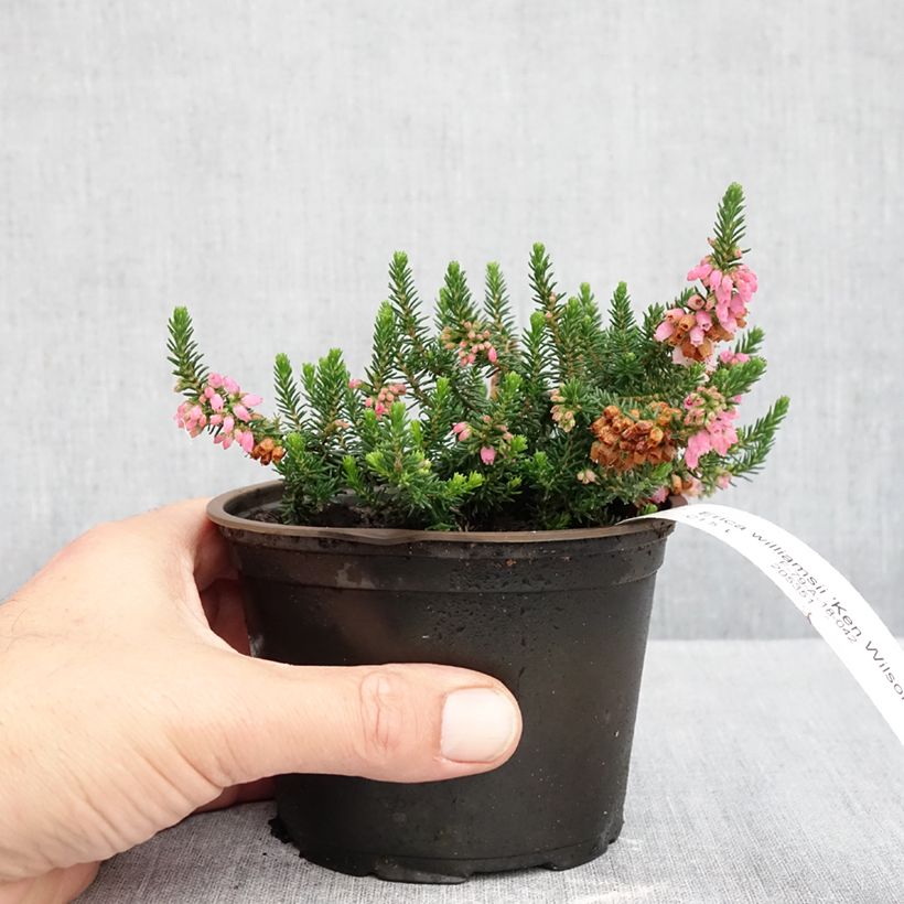 Erica x williamsii Ken Wilson 1.5L/2L pot sample as delivered in autumn