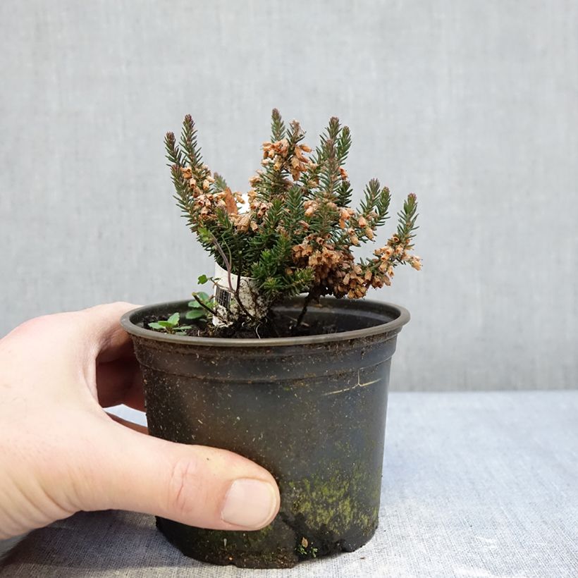 Erica x williamsii Ken Wilson 1.5L/2L pot sample as delivered in winter