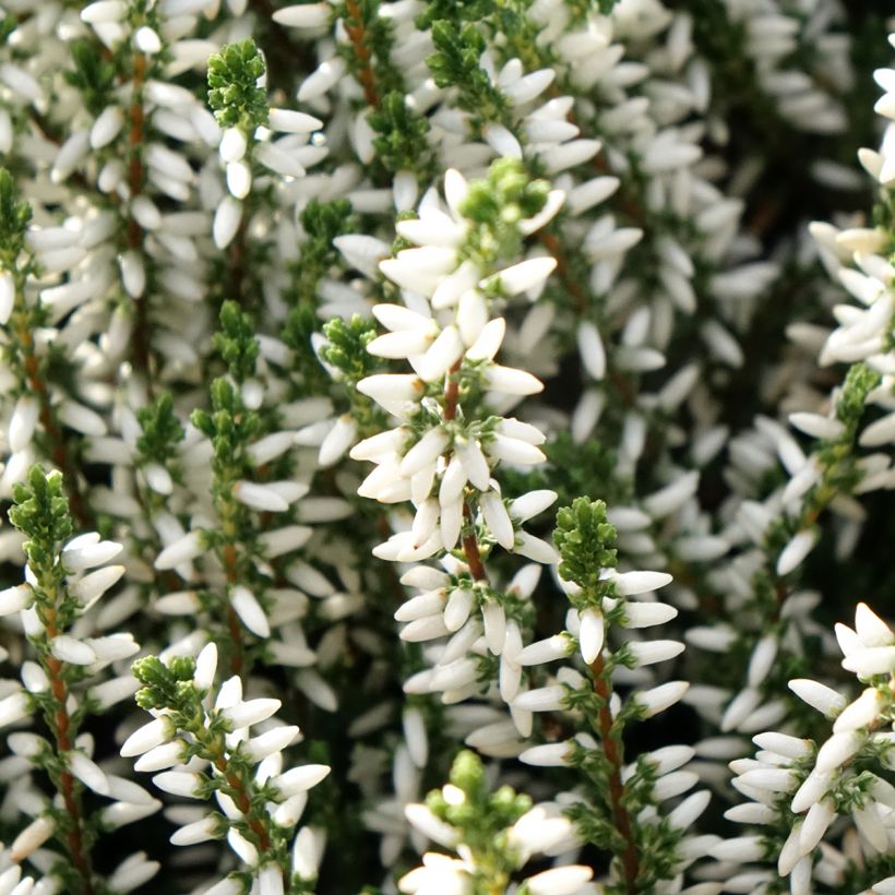 Calluna vulgaris Garden Girls Alicia - Heather (Flowering)
