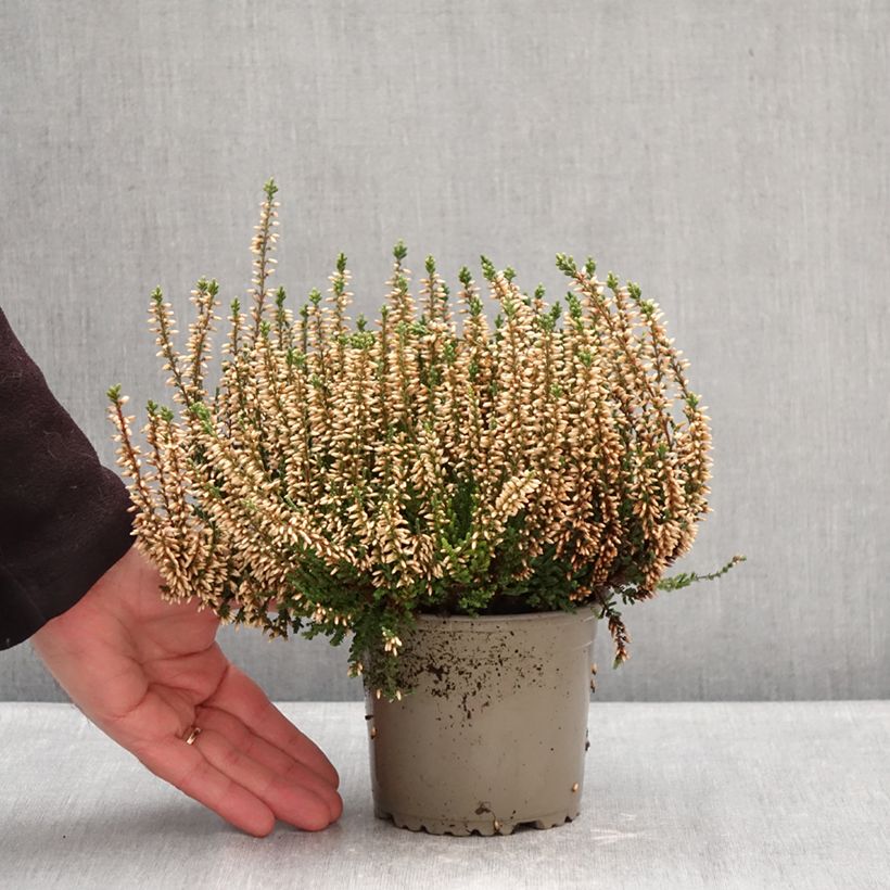 Calluna vulgaris Garden Girls Alicia - Heather 1L/1.5L pot sample as delivered in winter