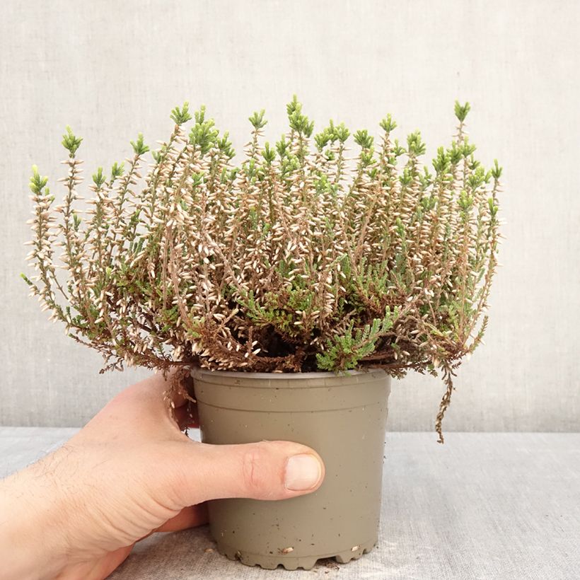 Calluna vulgaris Garden Girls Alicia - Heather 1L/1.5L pot sample as delivered in spring