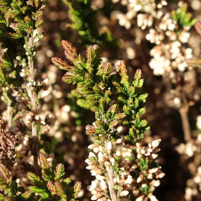 Calluna vulgaris Garden Girls Amethyst - Heather (Foliage)