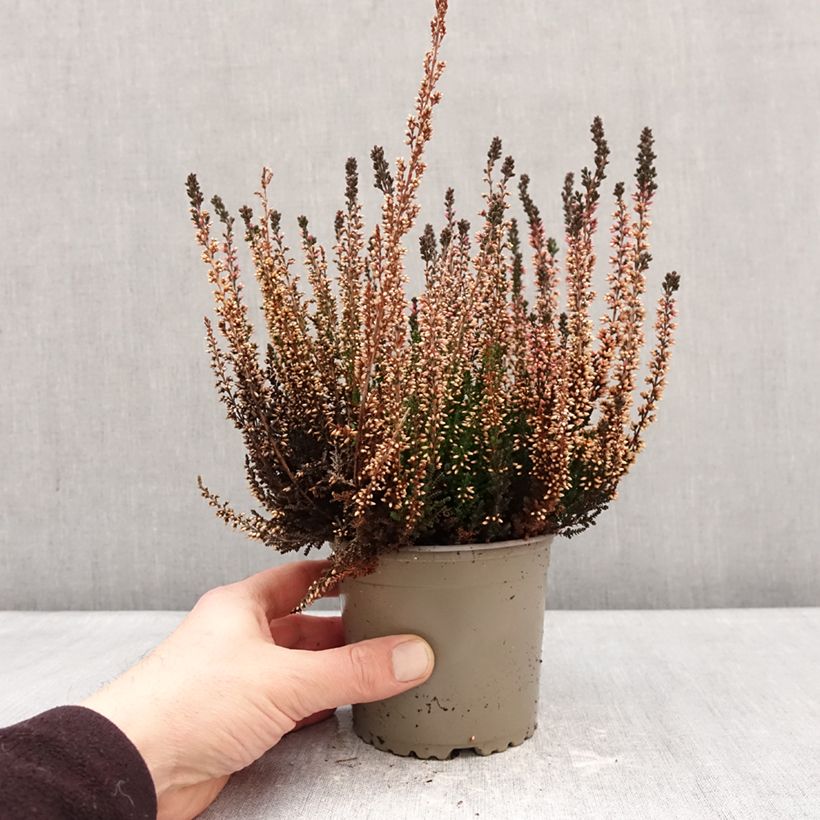 Calluna vulgaris Garden Girls Amethyst - Heather 1L/1.5L pot sample as delivered in winter