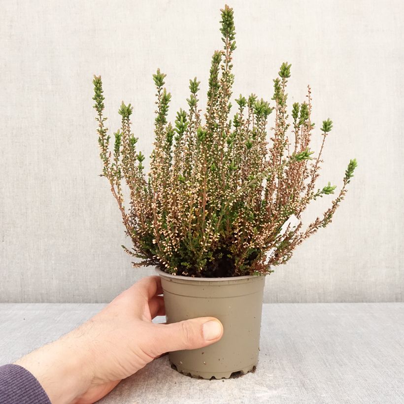 Calluna vulgaris Garden Girls Amethyst - Heather 1L/1.5L pot sample as delivered in spring