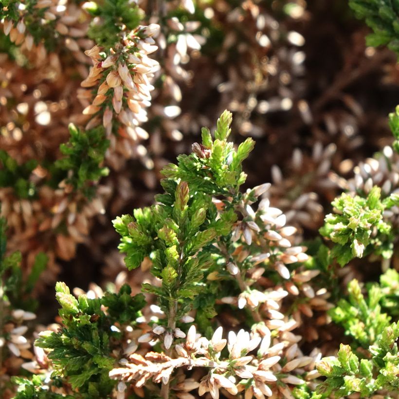 Calluna vulgaris Garden Girls Angie - Heather (Foliage)