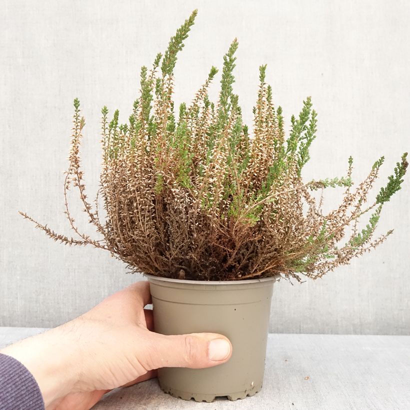Calluna vulgaris Garden Girls Angie - Heather 1L/1.5L pot sample as delivered in spring