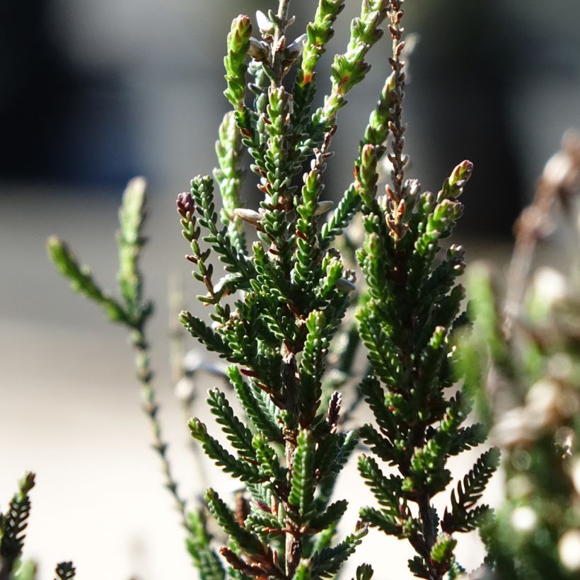 Calluna vulgaris Garden Girls Athene - Heather (Foliage)