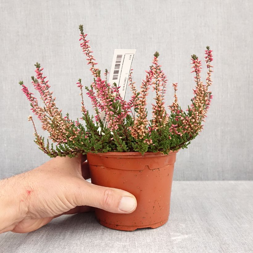 Calluna vulgaris Garden Girls Athene - Heather 1L/1.5L pot sample as delivered in autumn