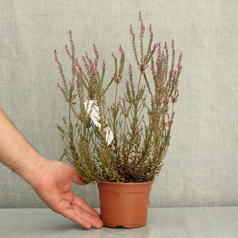 Calluna vulgaris Garden Girls Athene - Heather 1L/1.5L pot sample as delivered in summer